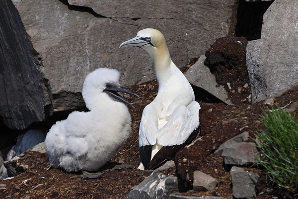 Northern Gannet © Russ Chantler